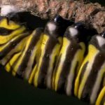 The Incredible Journey of the Butterflies