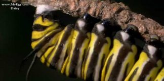 The Incredible Journey of the Butterflies