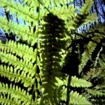 Heavy Metal Britannia