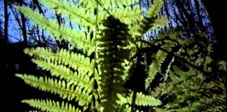 Heavy Metal Britannia