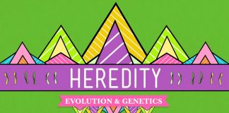 Crash Course – Biology – Heredity