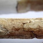 The Skeletons of Windy Pits