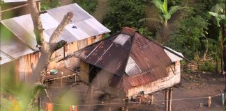 Where The Wild Coffee Grows