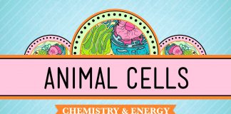 Crash Course – Biology – Eukaryopolis – The City of Animal Cells
