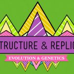 Crash Course – Biology – DNA Structure and Replication