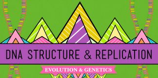 Crash Course – Biology – DNA Structure and Replication