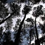 Westall ’66: A Suburban UFO Mystery