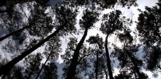 Westall ’66: A Suburban UFO Mystery