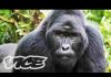 The Last Silverback Mountain Gorillas