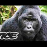 The Last Silverback Mountain Gorillas