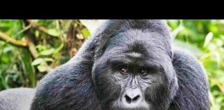 The Last Silverback Mountain Gorillas