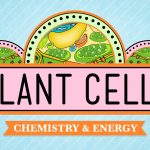 Crash Course – Biology – Plant Cells