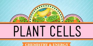 Crash Course – Biology – Plant Cells