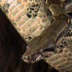 SciShow – Infusion – Invasive Species -The Story of Bunny