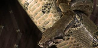 SciShow – Infusion – Invasive Species -The Story of Bunny