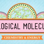 Crash Course – Biology – Biological Molecules – You Are What You Eat