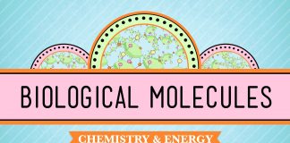 Crash Course – Biology – Biological Molecules – You Are What You Eat