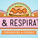 Crash Course – Biology – ATP and Respiration