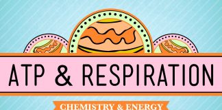 Crash Course – Biology – ATP and Respiration