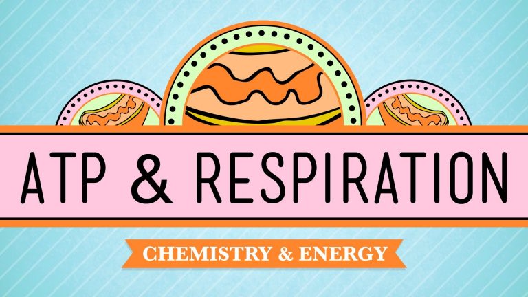 Crash Course – Biology – ATP and Respiration