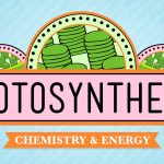 Crash Course – Biology – Photosynthesis