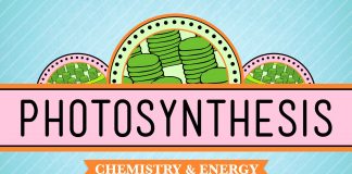 Crash Course – Biology – Photosynthesis