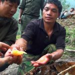 Hallucinogen Honey Hunters – Hunting mad honey