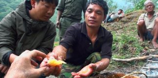 Hallucinogen Honey Hunters – Hunting mad honey