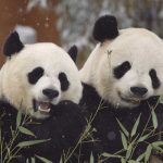 Wild Thing: The Smithsonian National Zoo