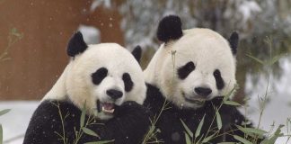 Wild Thing: The Smithsonian National Zoo