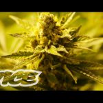 Selling Weed Legally