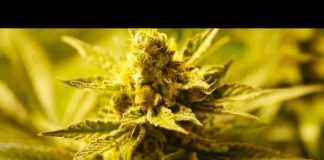 Selling Weed Legally