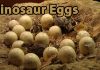 Dinosaur Eggs and Babies