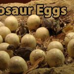 Dinosaur Eggs and Babies