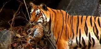 Tiger: Spy in the Jungle