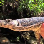 Adam Thorn Presents: The Temple of the Viper