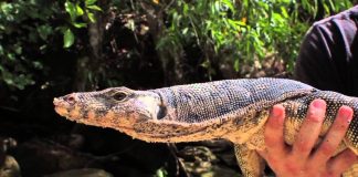 Adam Thorn Presents: The Temple of the Viper