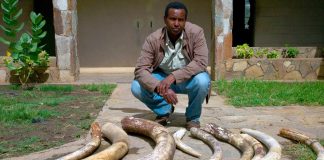 Ivory Wars: Out of Africa