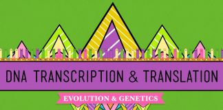 Crash Course – Biology – DNA, Hot Pockets, and The Longest Word Ever