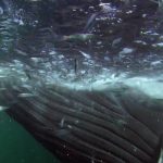 Nature’s Great Events