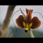Birds of Paradise