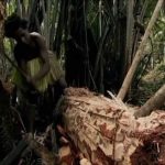 Guns, Germs, and Steel