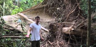 Adam Thorn Presents: The Tale of the Tapir