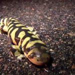 Metamorphosis: Amphibian Nature