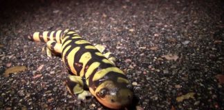Metamorphosis: Amphibian Nature