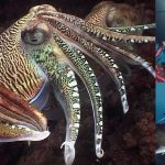 Reef Life of the Andaman