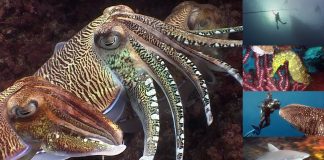 Reef Life of the Andaman