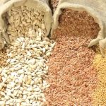 Seeds of Death: Unveiling The Lies of GMO’s