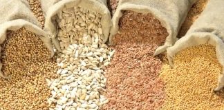 Seeds of Death: Unveiling The Lies of GMO’s