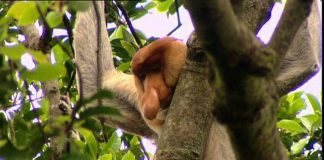 The Secret World of Plants